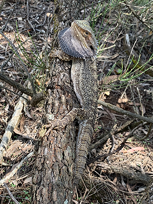 Pogona henrylawsoni